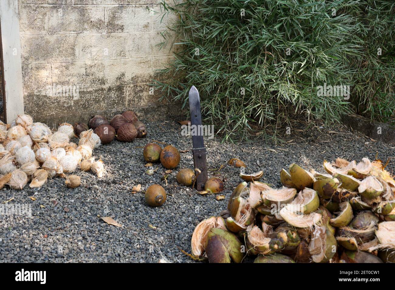 Cocco tagliato a metà e noci di cocco intere in azienda agricola biologica. Un sacco o un mucchio di fresco e gustoso cocco in Kerala India essiccato al sole per fare olio da copra. membro Foto Stock