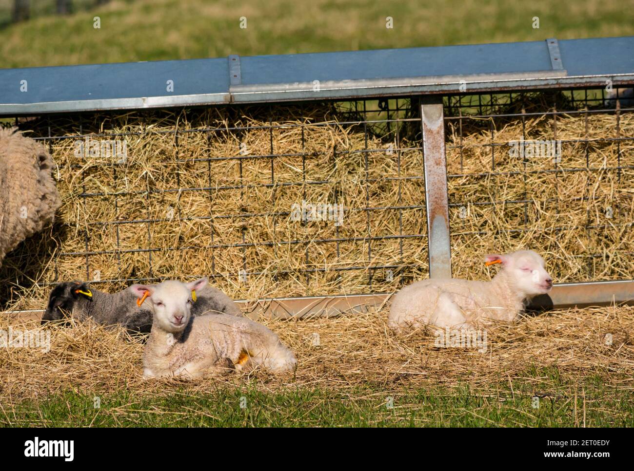 East Lothian, Scozia, Regno Unito, 1 marzo 2021. Regno Unito Meteo: Agnelli neonati godendo del sole di primavera. Gli agnelli di pecora Shetland si colpiranno nel calore del sole dopo una notte molto fredda quando la temperatura scese a gelare. Era la prima notte degli agnelli fuori sul campo dopo essere stati lasciati fuori dal fienile dove sono nati ieri Foto Stock
