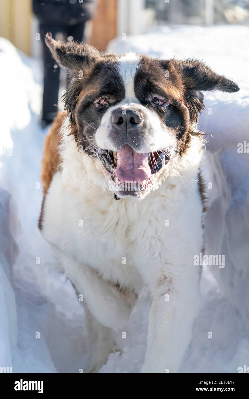 Espressione facciale del cane di razza San Bernardo che corre nella neve Foto Stock