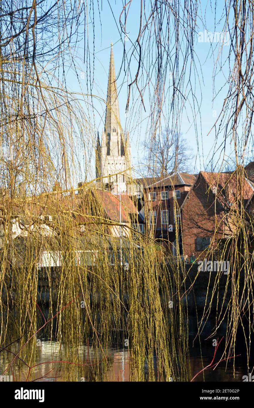 La cattedrale di Norwich attraversa i dirametti salici sovrastanti sulle rive del fiume Wensum, Norwich, Norfolk, Regno Unito Foto Stock