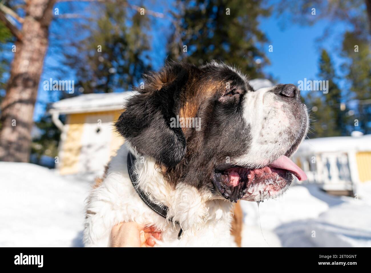 Ritratto di adulto San Bernardo pured cane che gioca intorno in neve Foto Stock