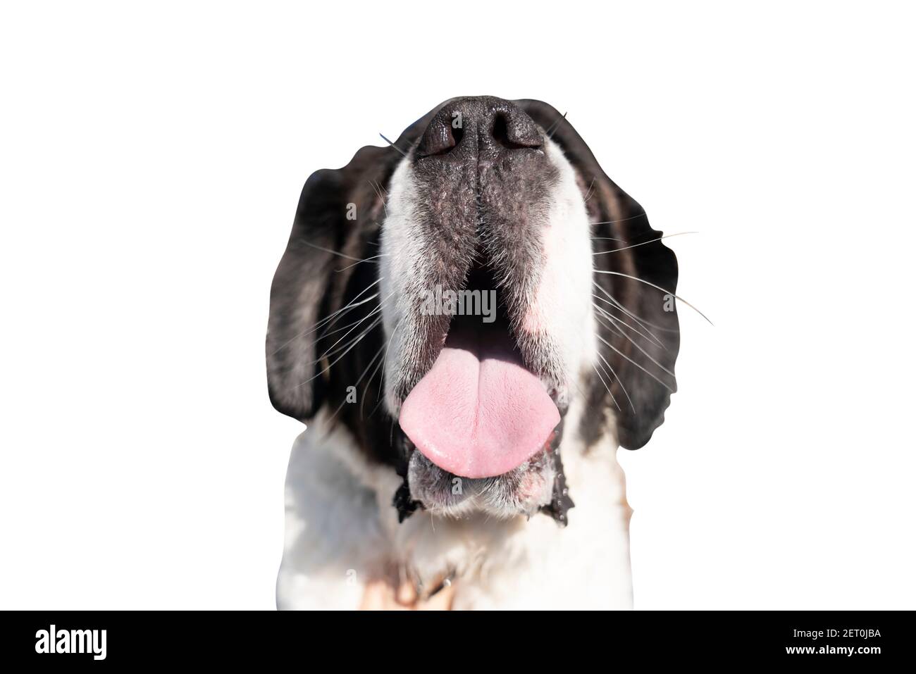 Fuoco selettivo del cane di San Bernardo adulto che attacca la sua lingua Foto Stock