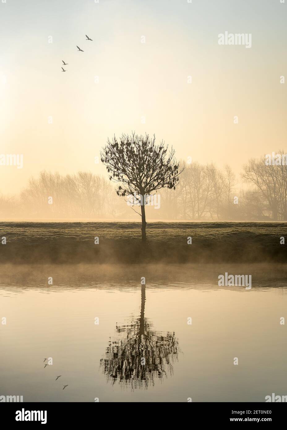 Un solo albero solato all'alba che si erge sulla riva del fiume con nebbia e nebbia che si innalzano dagli uccelli del canale che volano sopra riflessa calma acqua ancora nebbia Foto Stock