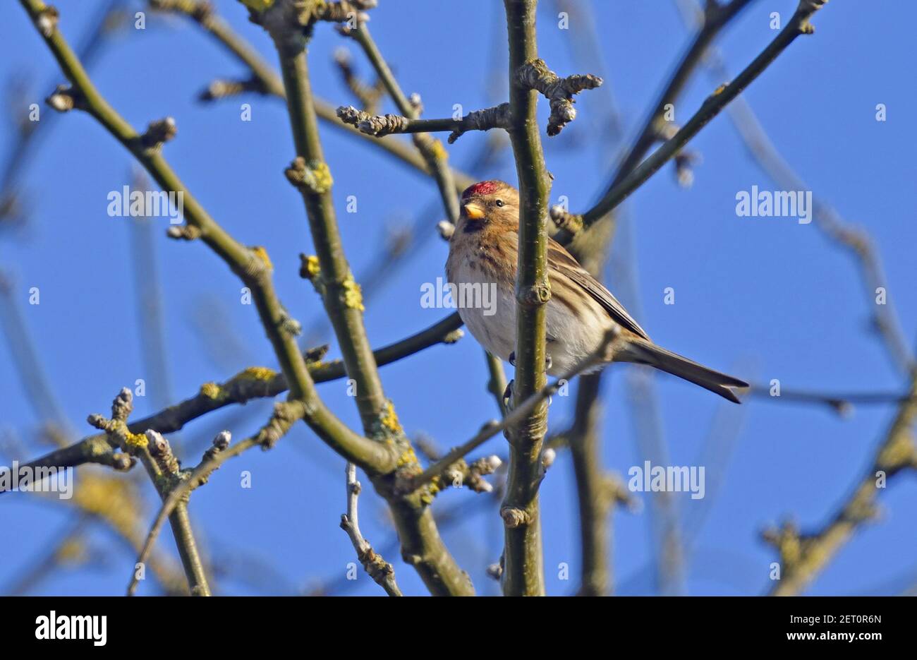 Redpoll (Acanthus flammea) migrante in visita invernale finch nel Regno Unito. Kent, UK febbraio Foto Stock