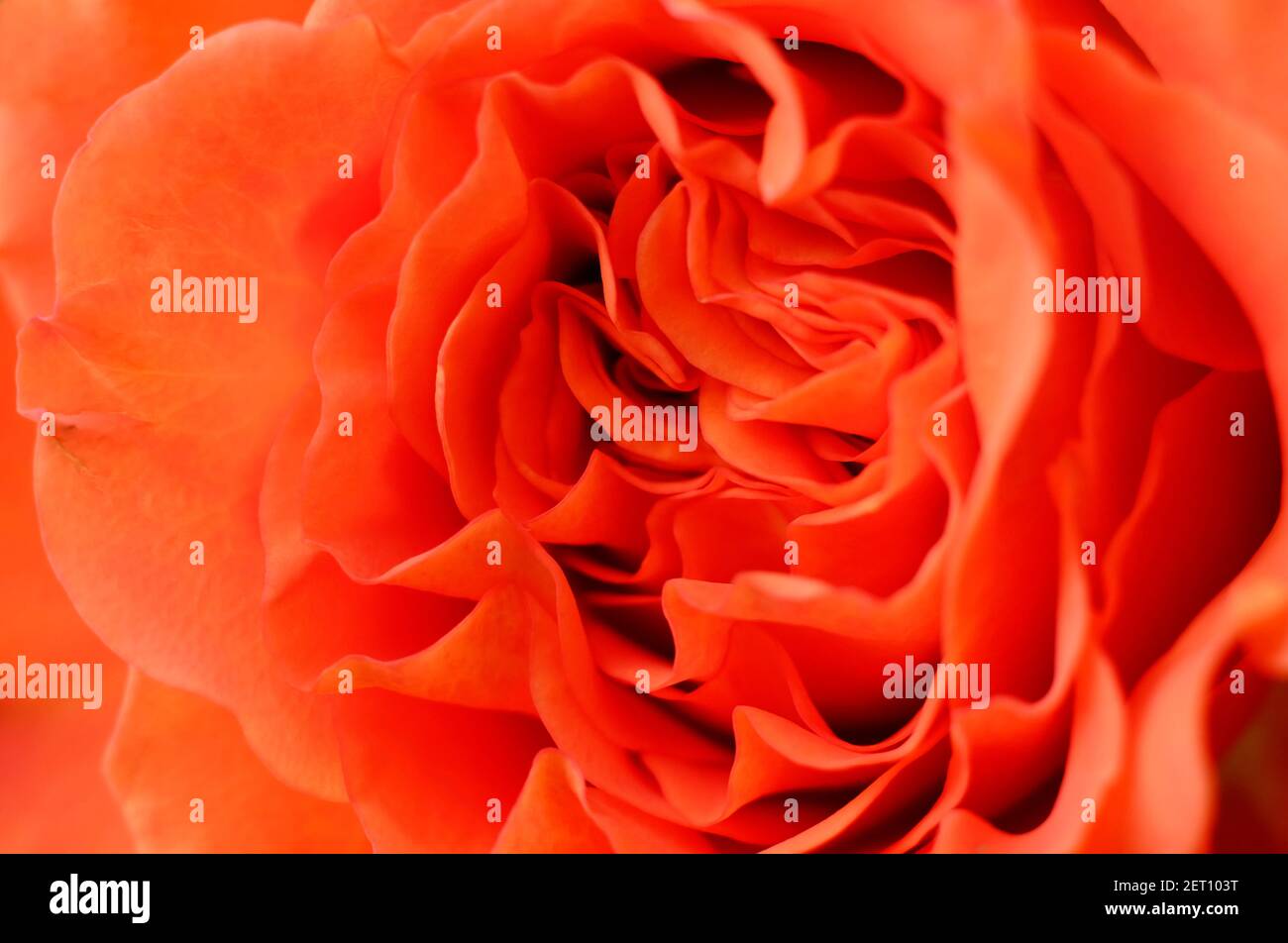 primo piano di petali di rosa arancio nel giardino inglese, norfolk, inghilterra Foto Stock