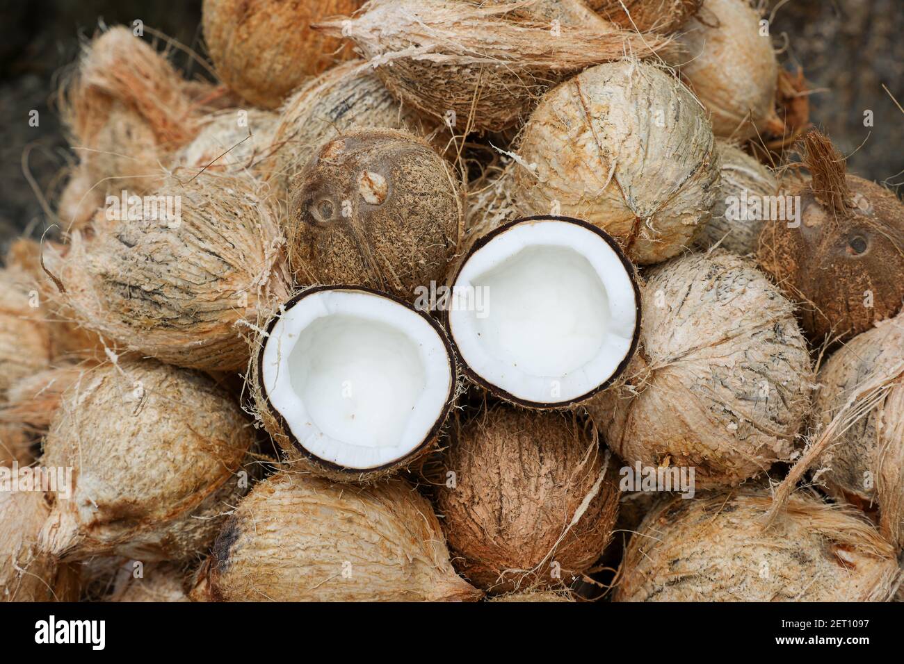 Cocco tagliato a metà e noci di cocco intere in azienda agricola biologica. Un sacco o un mucchio di fresco e gustoso cocco in Kerala India essiccato al sole per fare olio da copra. membro Foto Stock