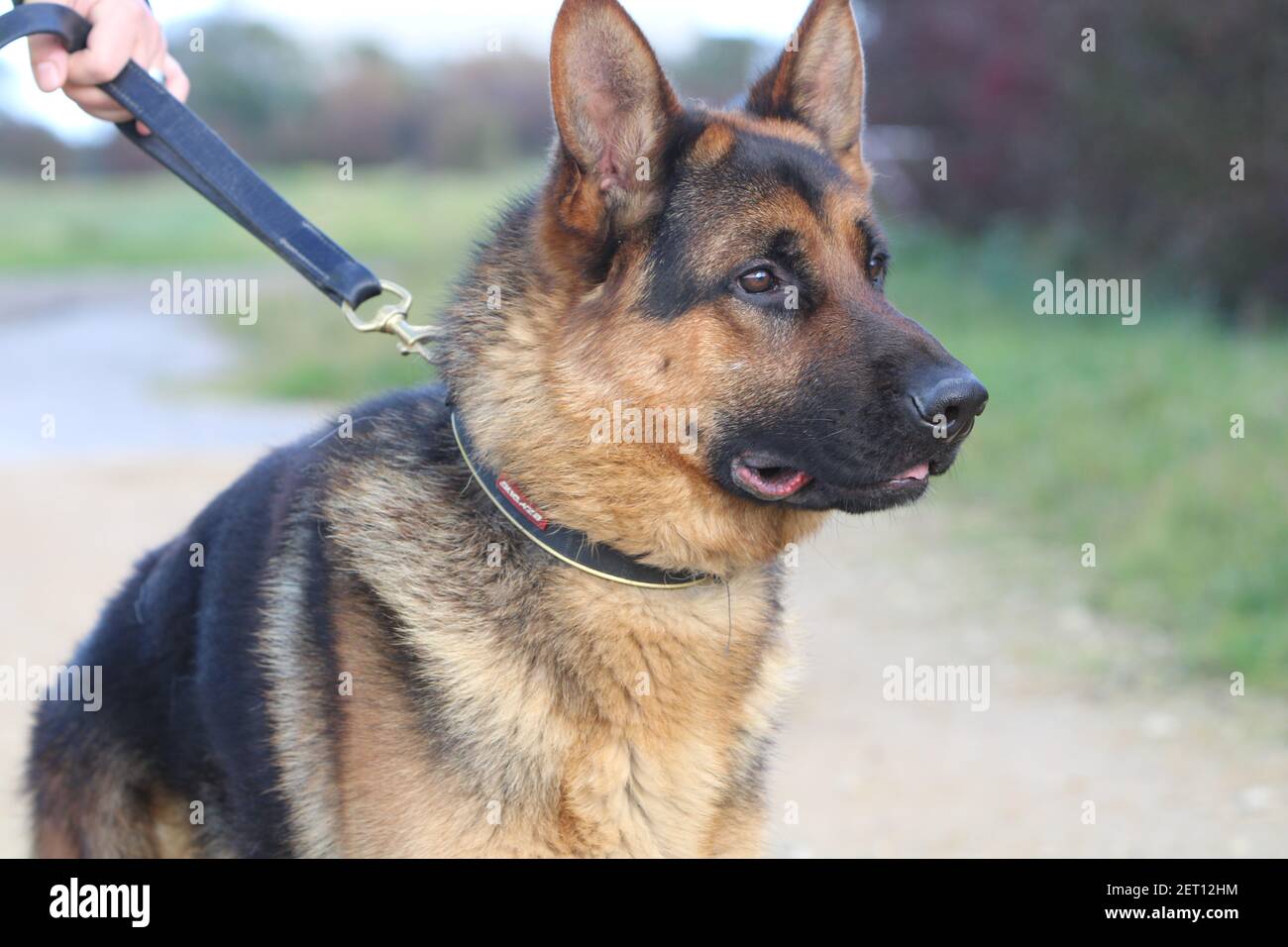 Cane da guardia Foto Stock