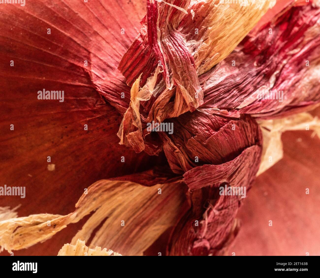 Fotografia macro estrema ravvicinata della pelle su cipolla sbucciata Foto Stock
