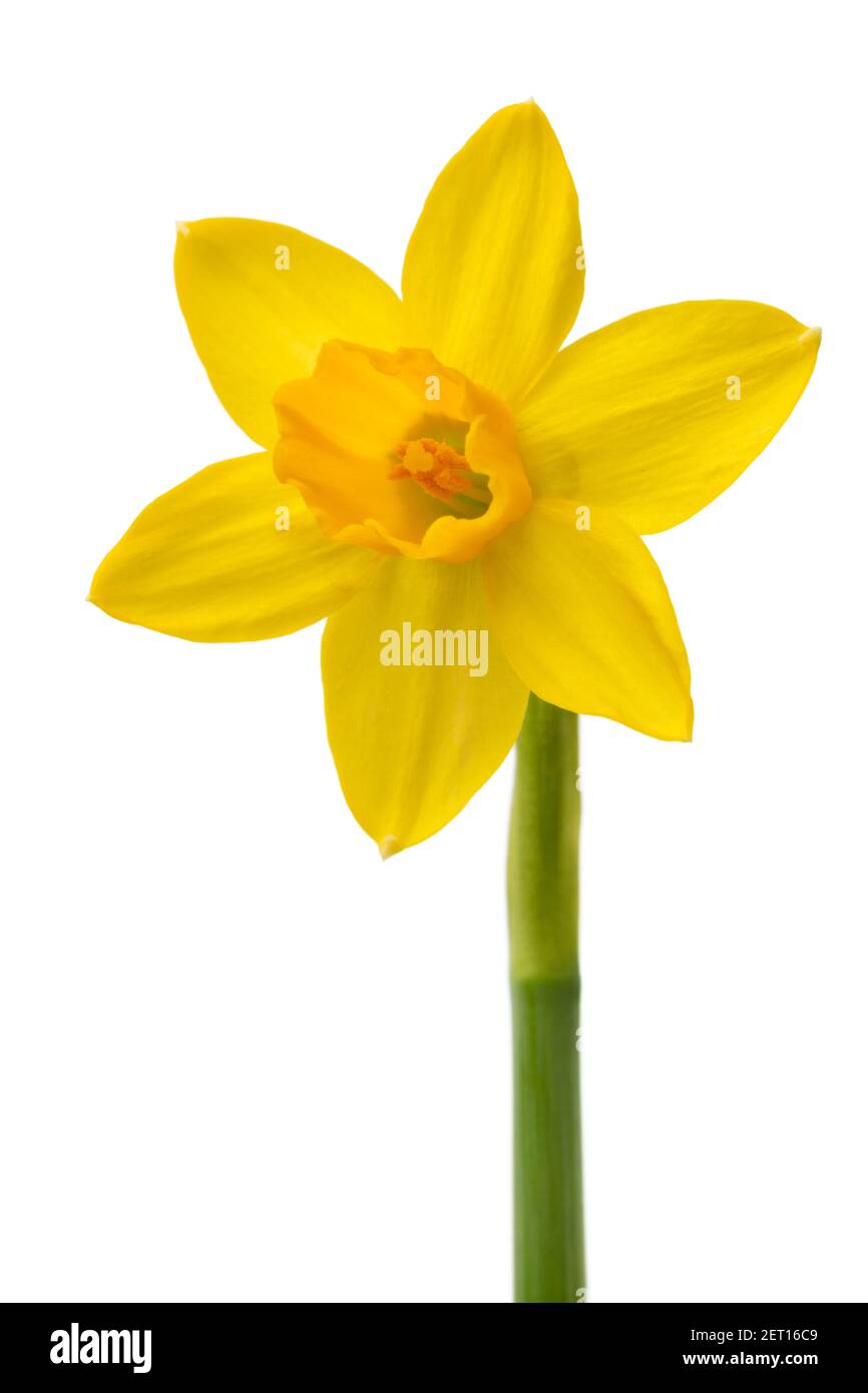 Singolo Narciso giallo fresco isolato su sfondo bianco Foto Stock