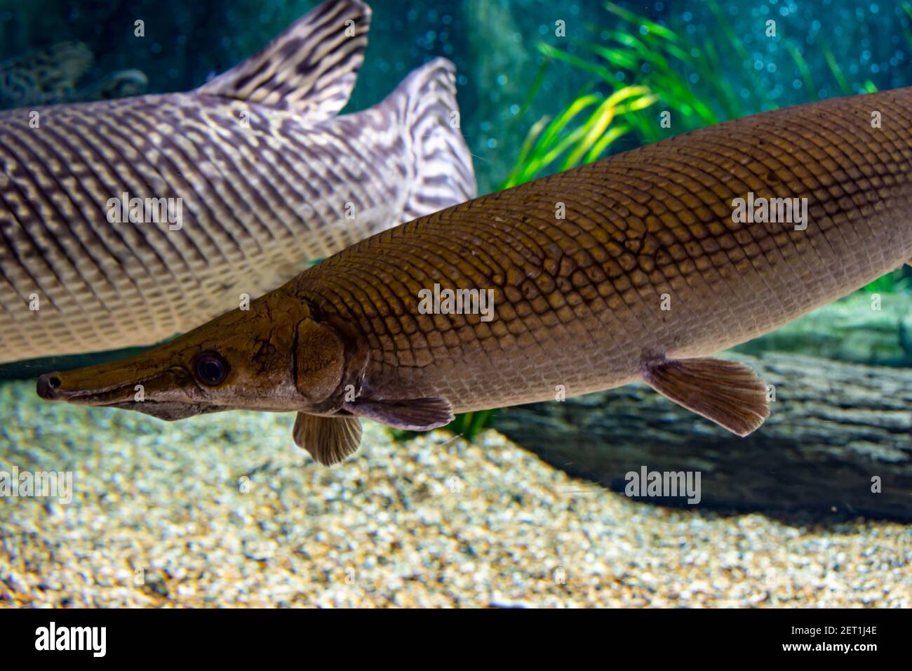 Arapaima gigas, noto anche come pirarucu, è una specie di arapaima nativa per il bacino del Rio delle Amazzoni. Una volta credevano di essere l'unica specie in Foto Stock