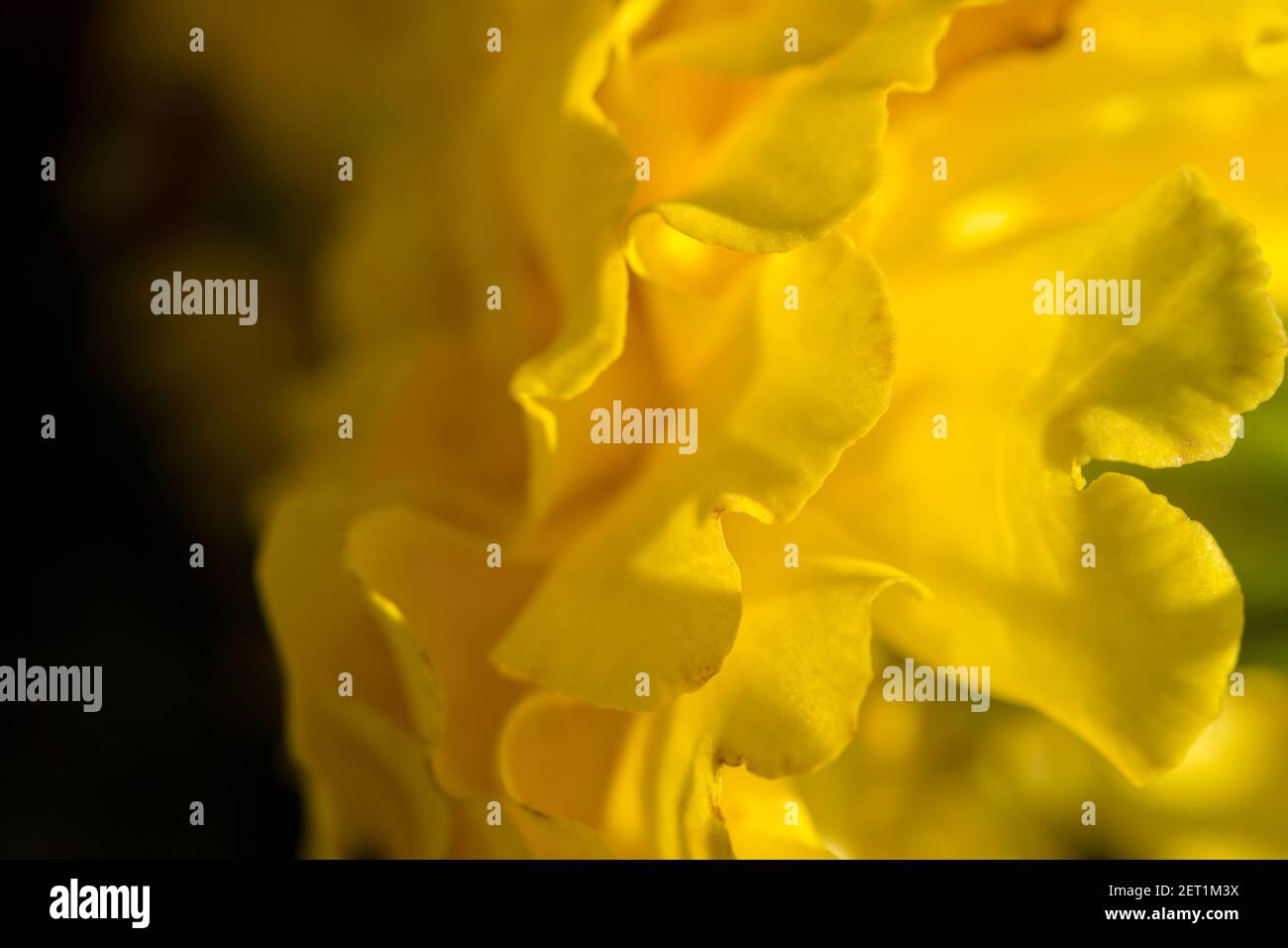 Primo piano di un fiore di marigold. Foto macro Foto Stock