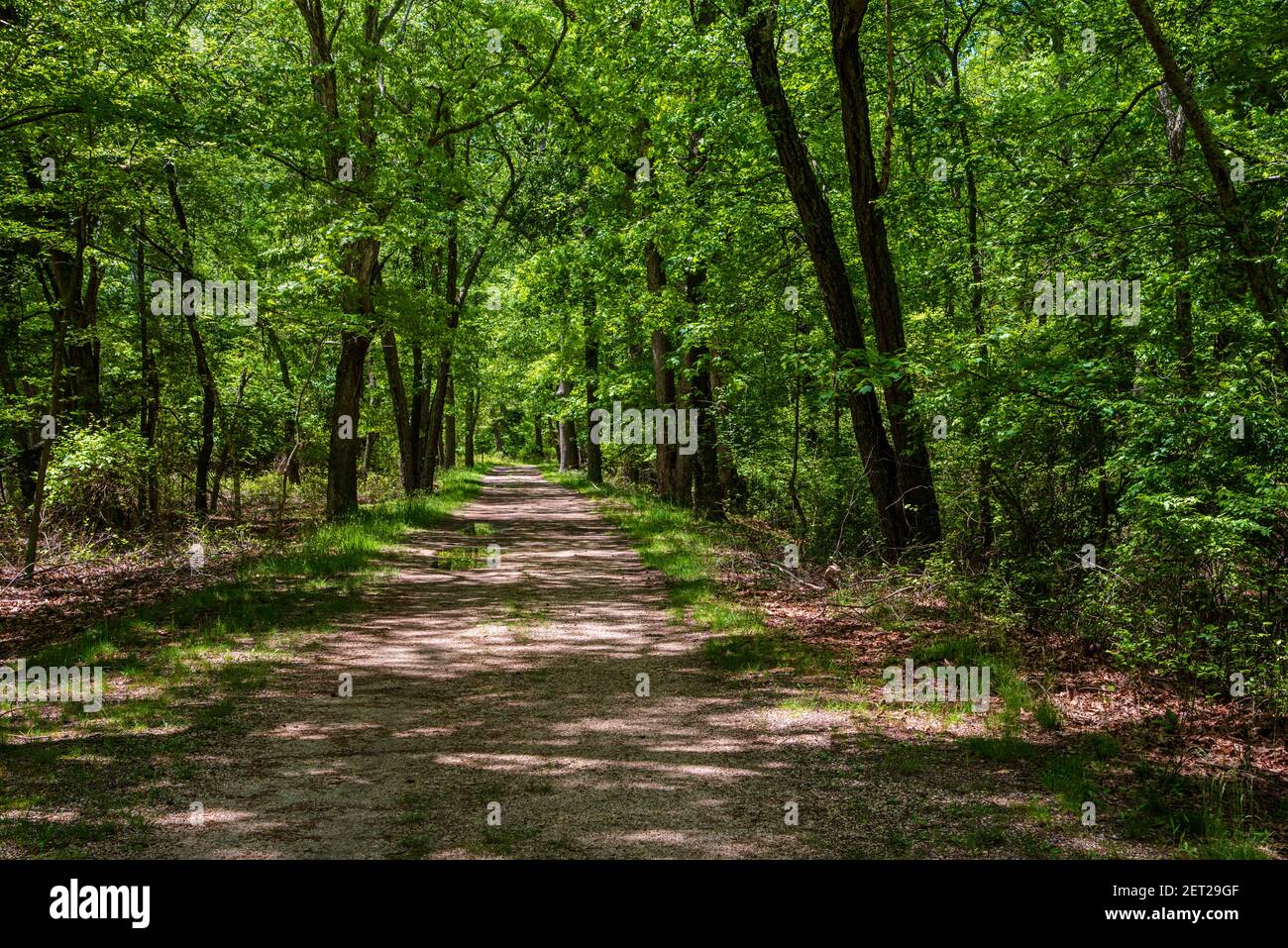 Una foto che guarda lungo un sentiero nei boschi dell'Allaire state Park con la luce del sole che passa attraverso gli alberi in primavera. Foto Stock