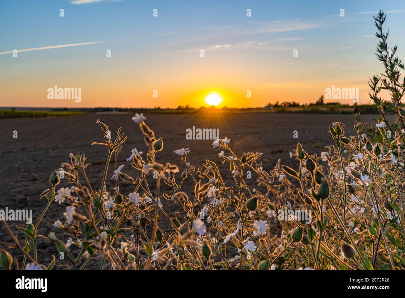 Bella vista di un campo agricolo al tramonto in Loira Valle Francia Foto Stock