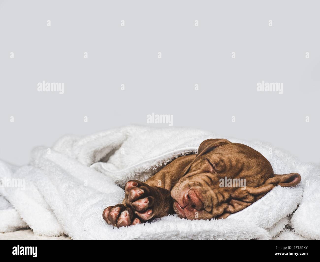 Adorabile, puppy grazioso di colore marrone. Primo piano Foto Stock