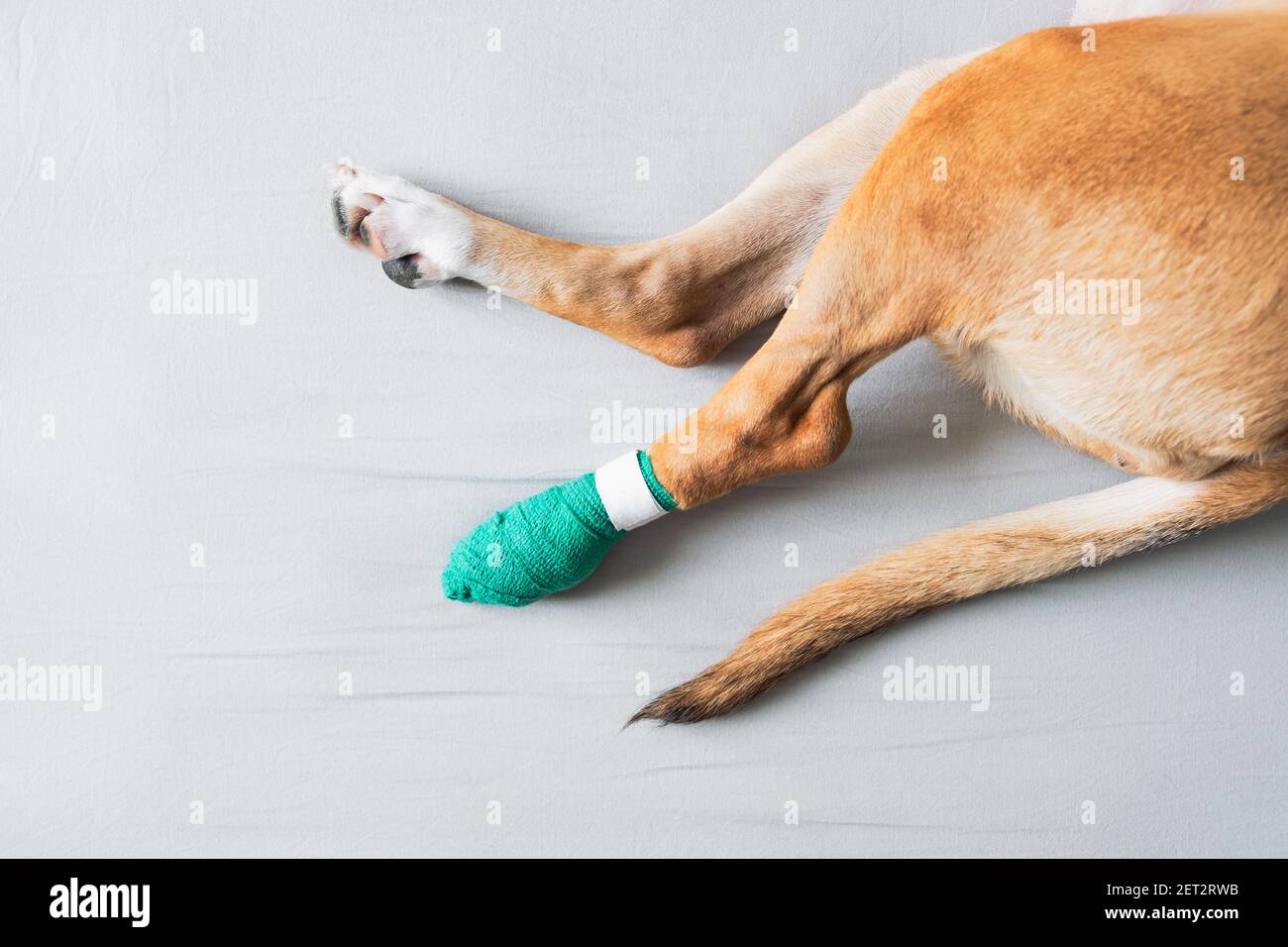 Zampa del cane in un bendaggio, vista ravvicinata. Animali feriti, trauma, gamba ferita di un cucciolo, concetti veterinari Foto Stock