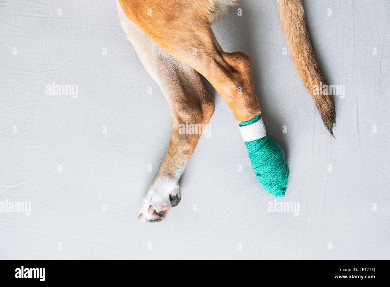 Zampe di cane in una bendaggio, vista ravvicinata. Animali feriti, trauma, gamba ferita di un cucciolo, concetti veterinari Foto Stock