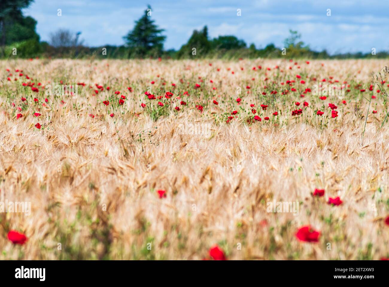 Splendida vista su un campo di grano coperto da papaveri colorati Foto Stock