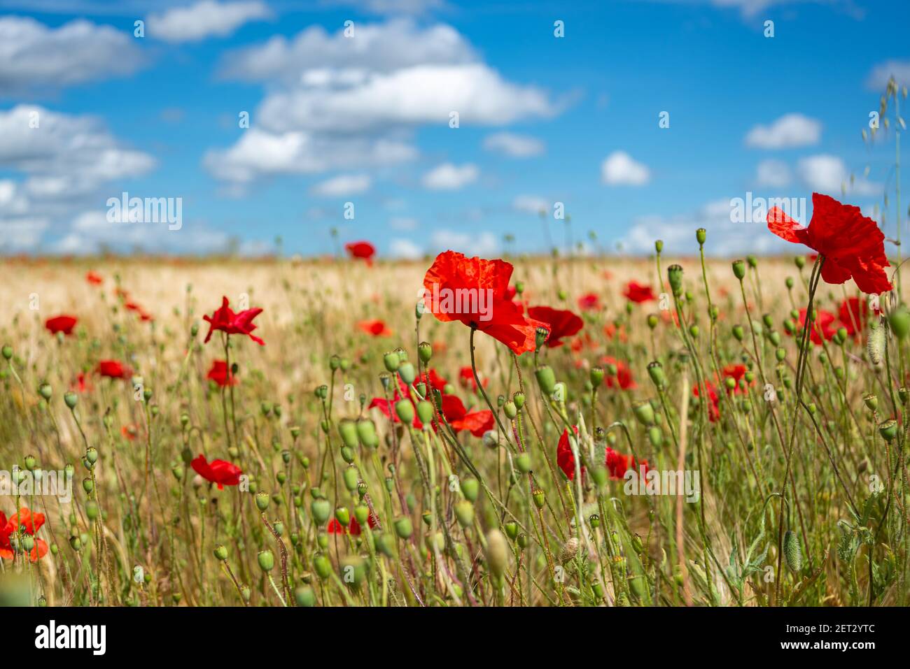 Splendida vista su un campo di grano coperto da papaveri colorati Foto Stock