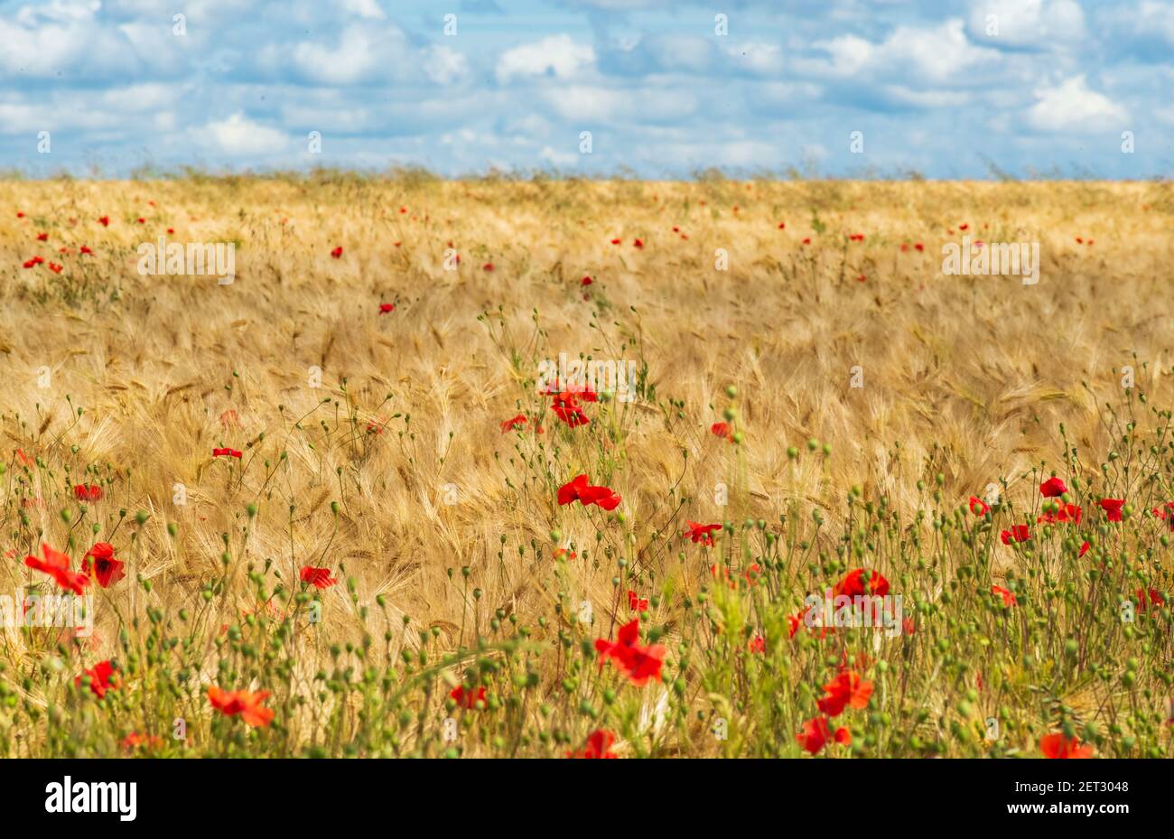 Splendida vista su un campo di grano coperto da papaveri colorati Foto Stock