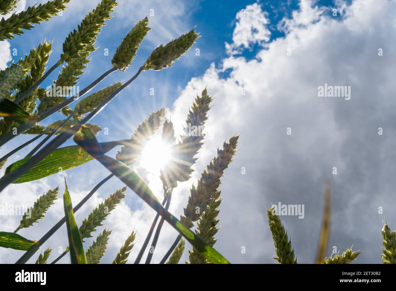 Primo piano di trefoli di grano con il cielo sopra sfondo Foto Stock