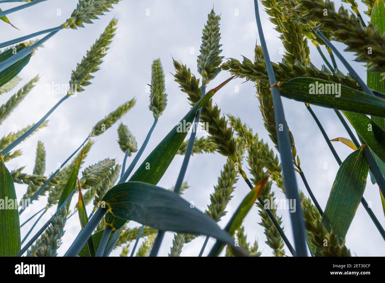 Primo piano di trefoli di grano con il cielo sopra sfondo Foto Stock
