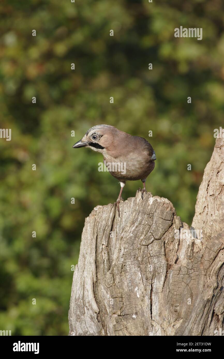 Jay - raccolta di ghiande in autunno Garrulus glandarius Lea Valley Park Herts, Regno Unito BI006748 Foto Stock