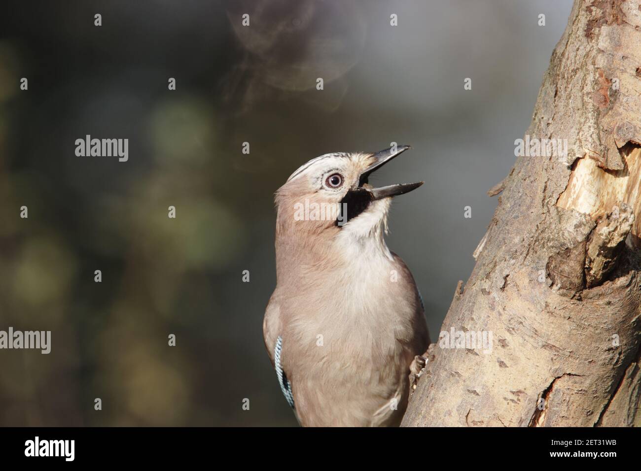 Jay - raccolta di ghiande in autunno Garrulus glandarius Lea Valley Park Herts, Regno Unito BI006767 Foto Stock