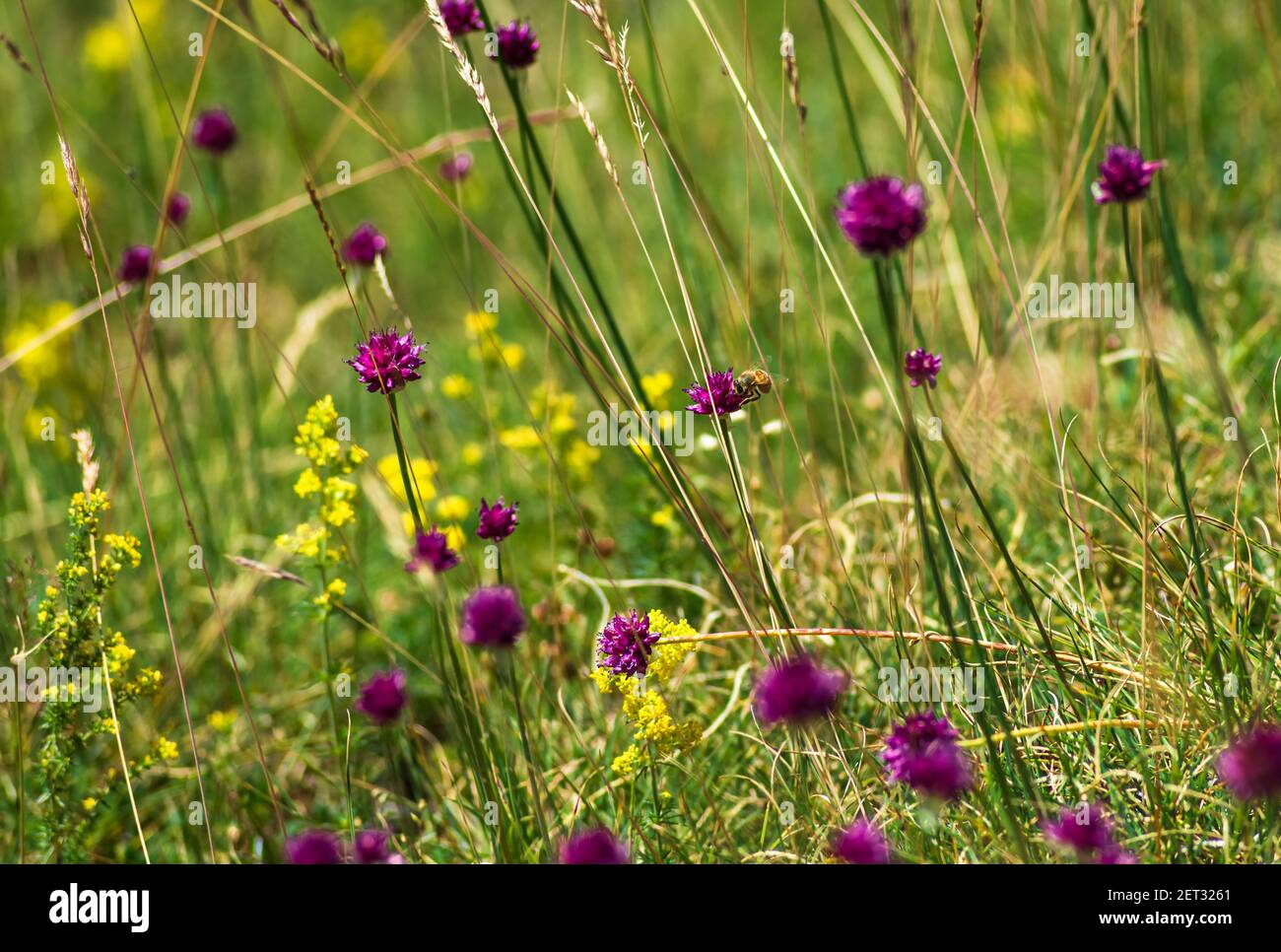 Vista dei fiori alpini nelle Alpi francesi Valmorel Francia Foto Stock