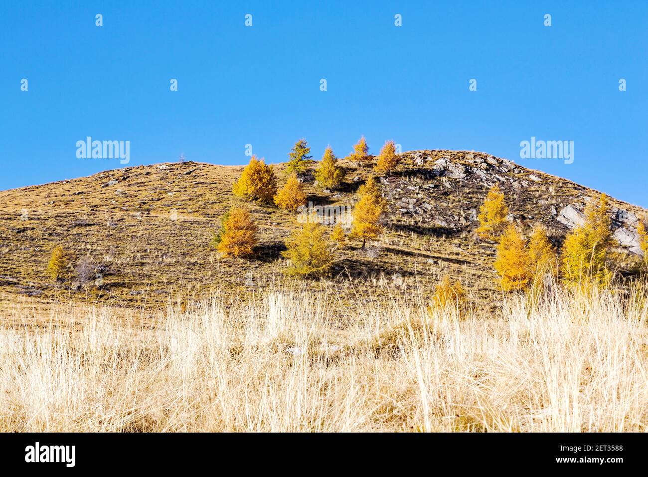 larici in stile autunnale in alta montagna Foto Stock
