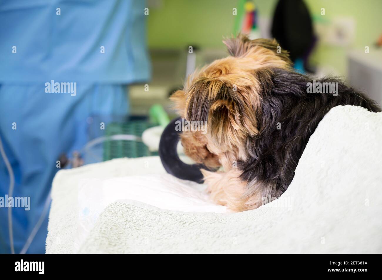 Tecnica di preossigenazione nel cane con maschera di ossigeno. Veterinario medico prepara il cane per l'anestesia. Foto di alta qualità Foto Stock