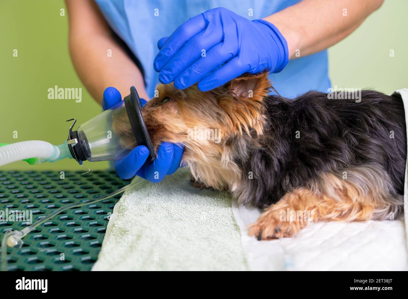 Tecnica di preossigenazione nel cane con maschera di ossigeno. Veterinario medico prepara il cane per l'anestesia. Foto di alta qualità Foto Stock