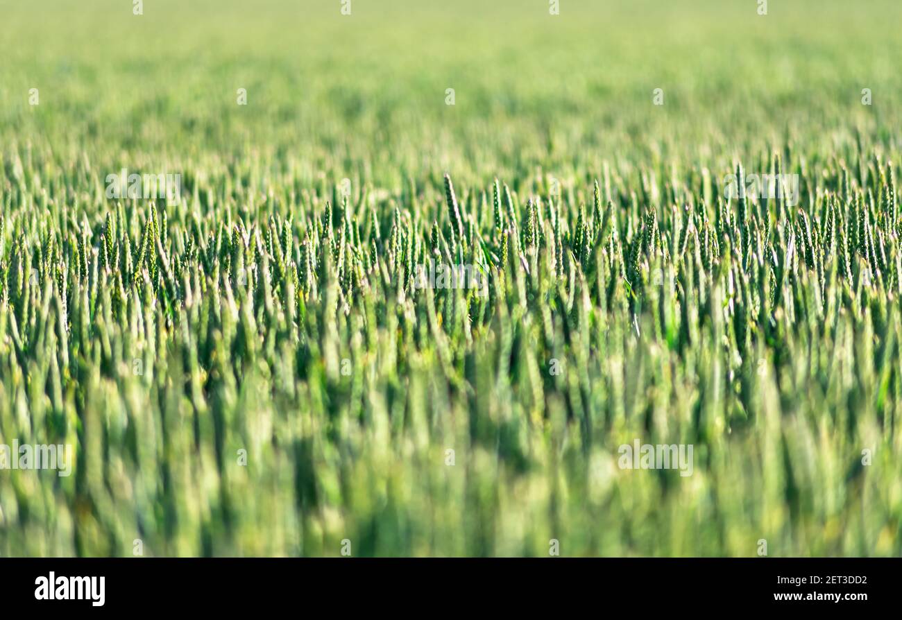 Primo piano di trefoli di grano con il cielo sopra sfondo Foto Stock