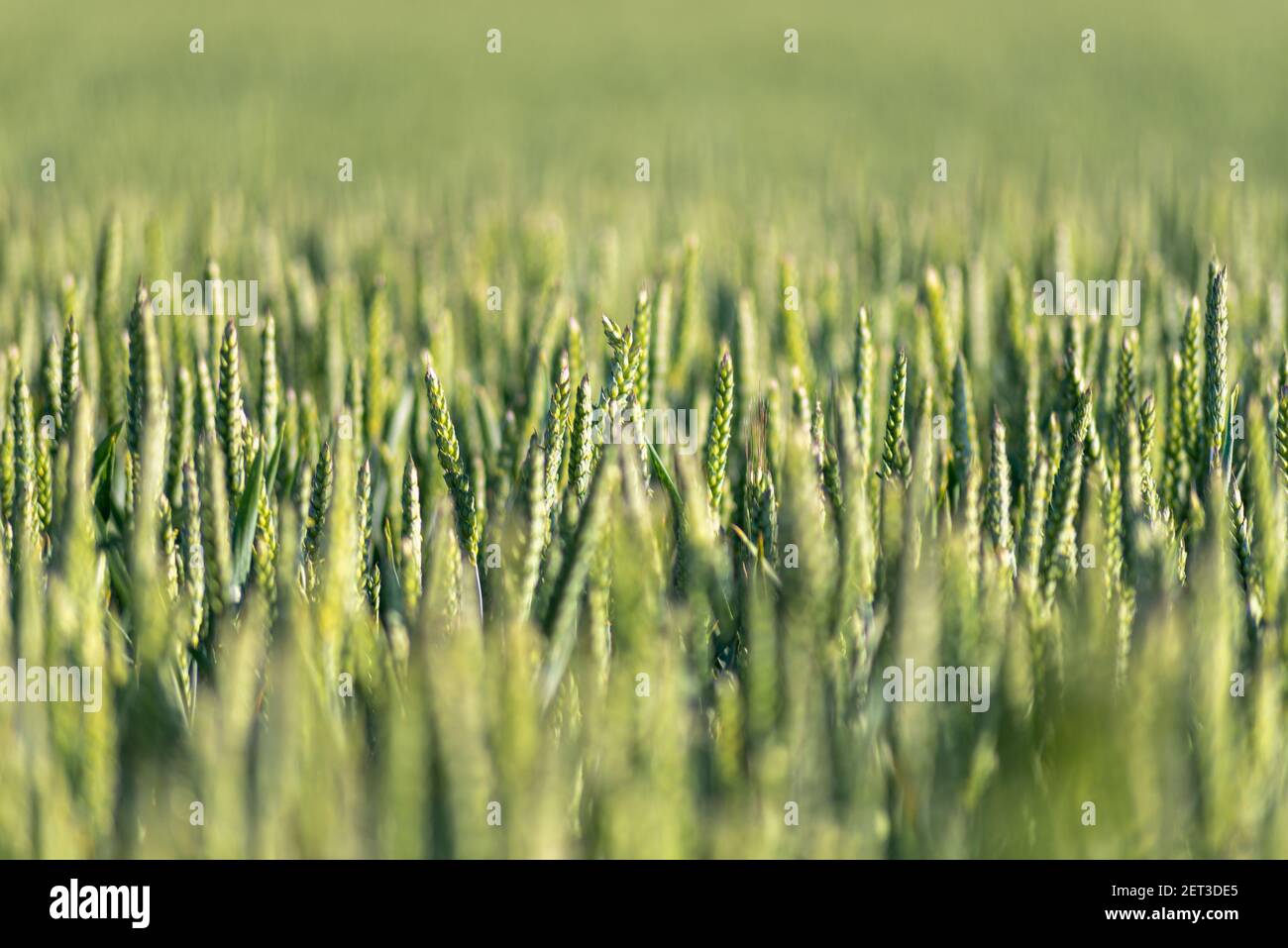 Primo piano di trefoli di grano con il cielo sopra sfondo Foto Stock