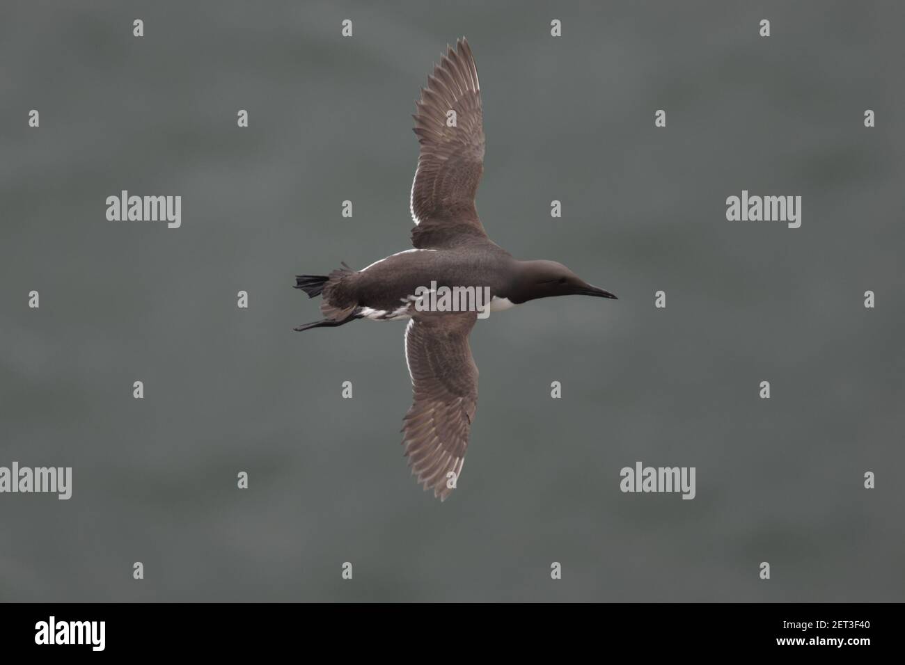 Guillemot - in volo sul mare Uria aalge Fowlsheugh RSPB Reserve Grampian, Regno Unito BI009991 Foto Stock