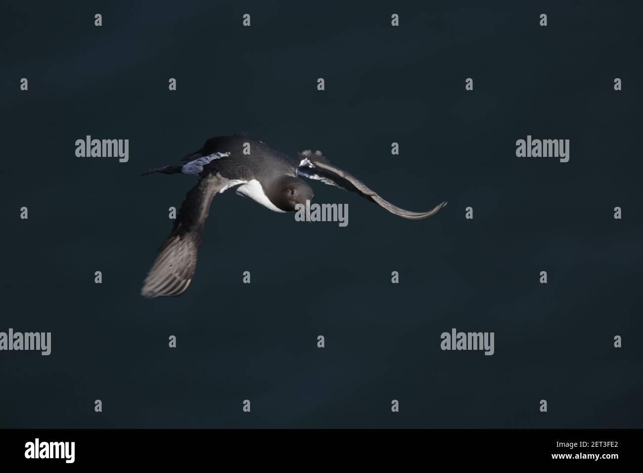 Guillemot - venendo a terra su scogliere di allevamento Uria aalge Fowlsheugh RSPB Reserve Grampian, Regno Unito BI010022 Foto Stock
