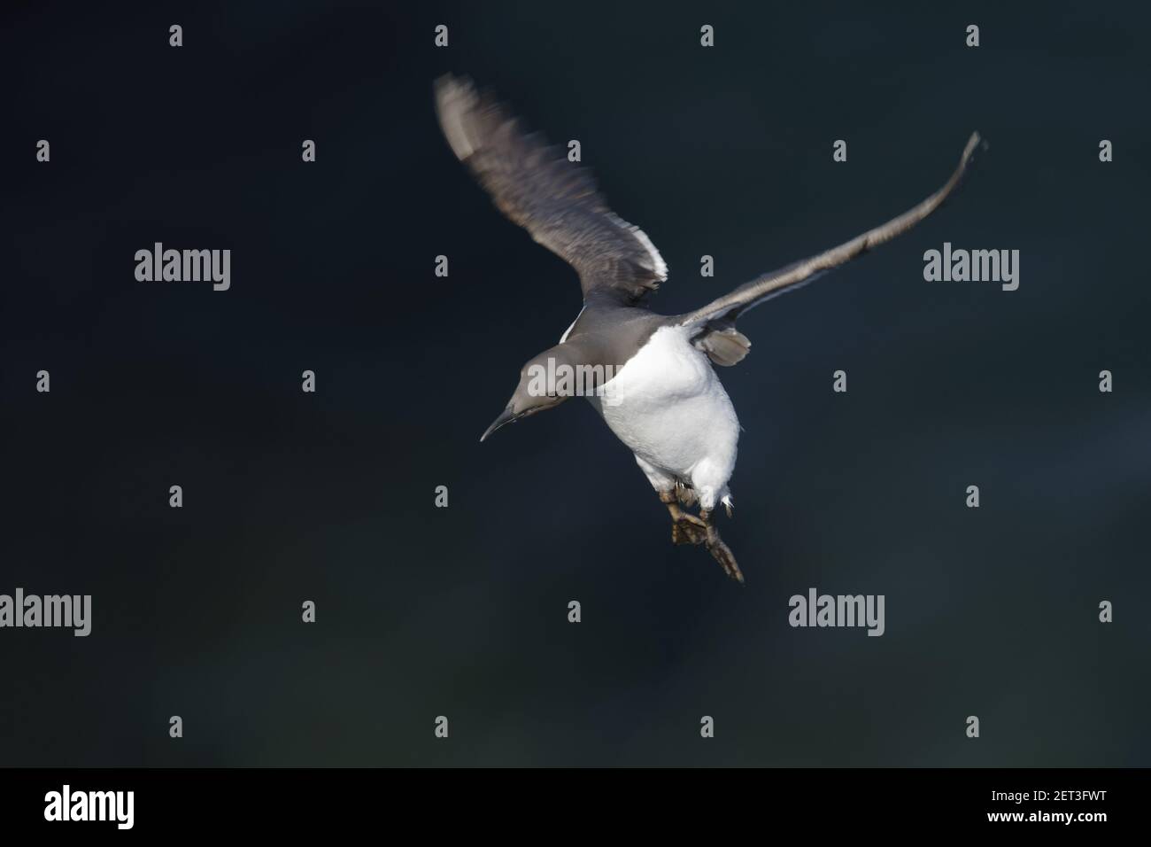Razorbbill - Coming in to Land Alca torda Fowlsheugh RSPB Reserve Grampian, Regno Unito BI010128 Foto Stock
