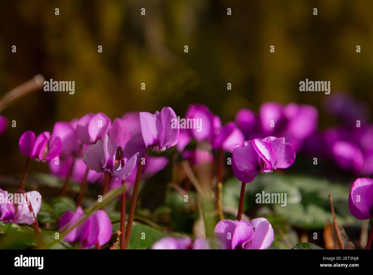 Fiore di ciclamino europeo, chiamato anche purascangine di ciclamino o Alpenveilchen Foto Stock