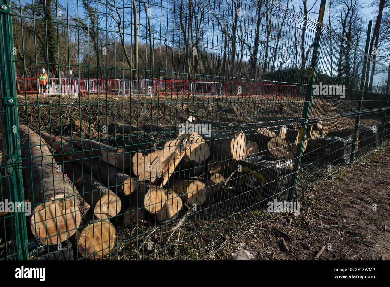 Wendover, Regno Unito. 28 febbraio 2021. Gli alberi abbattuto sono raffigurati in un'area boschiva accanto a Small Dean Lane, attualmente in fase di eliminazione per il collegamento ferroviario ad alta velocità HS2. Gli attivisti anti-HS2 continuano ad occupare il campo di resistenza attivo di Wendover sul lato opposto della linea ferroviaria rispetto al bosco. Credit: Mark Kerrison/Alamy Live News Foto Stock