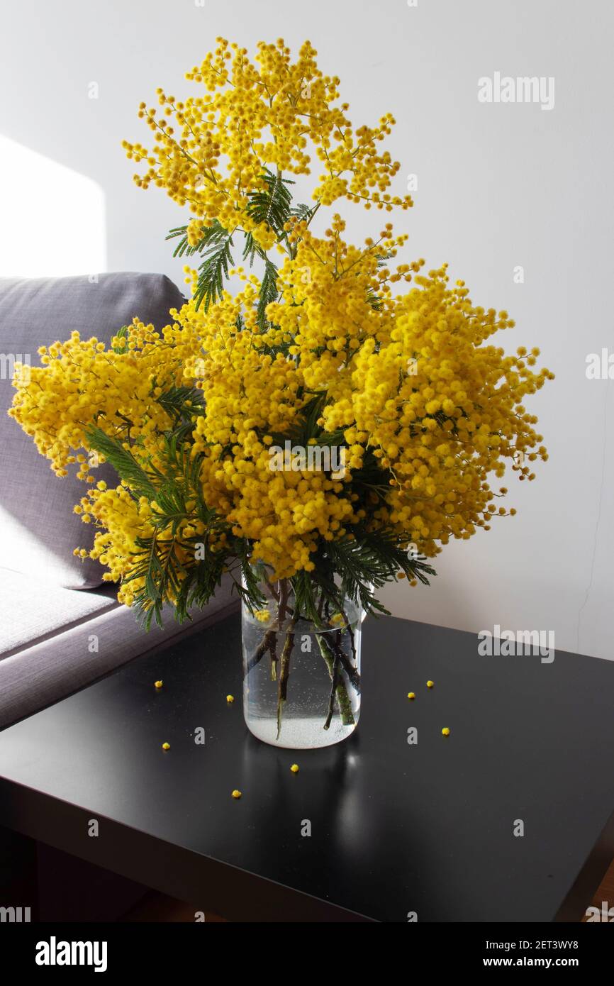 Mimosa o fiori soffici gialli di acacia primavera bouquet in una caraffa di vetro sul tavolo nero nella stanza soleggiata. Rametti decorativi con picchiettio d'argento. Foto Stock