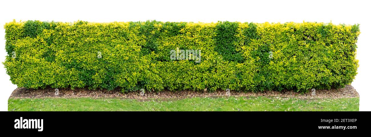 Euonymus japonicus oro variegato o cespuglio sempreverde isolato siepe su bianco Foto Stock