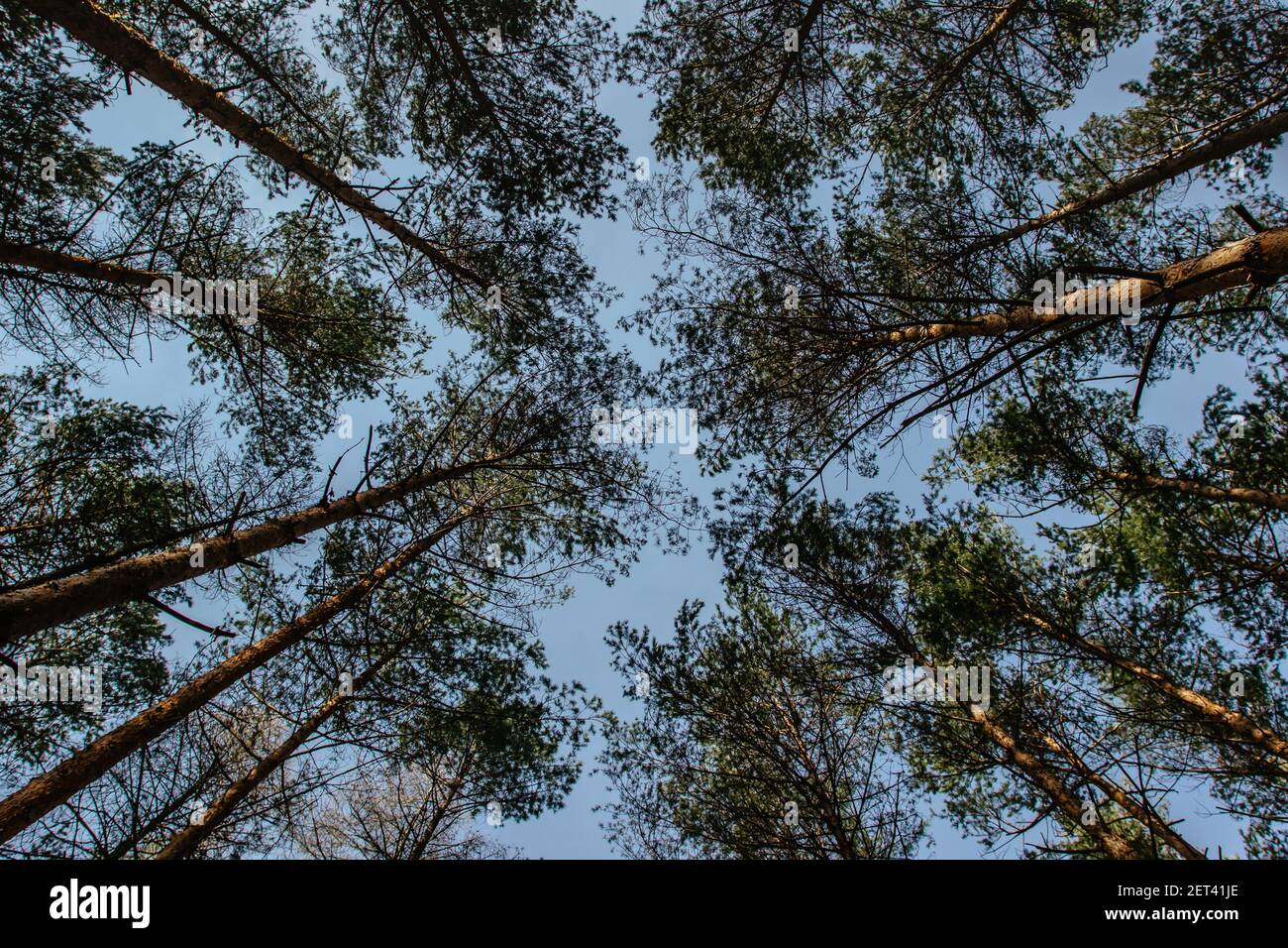Tree top shot da below.Beautiful primavera estate stagione concept copia Space.Natural background.Evergreen woodland panoramic view.Branches con foglie Foto Stock
