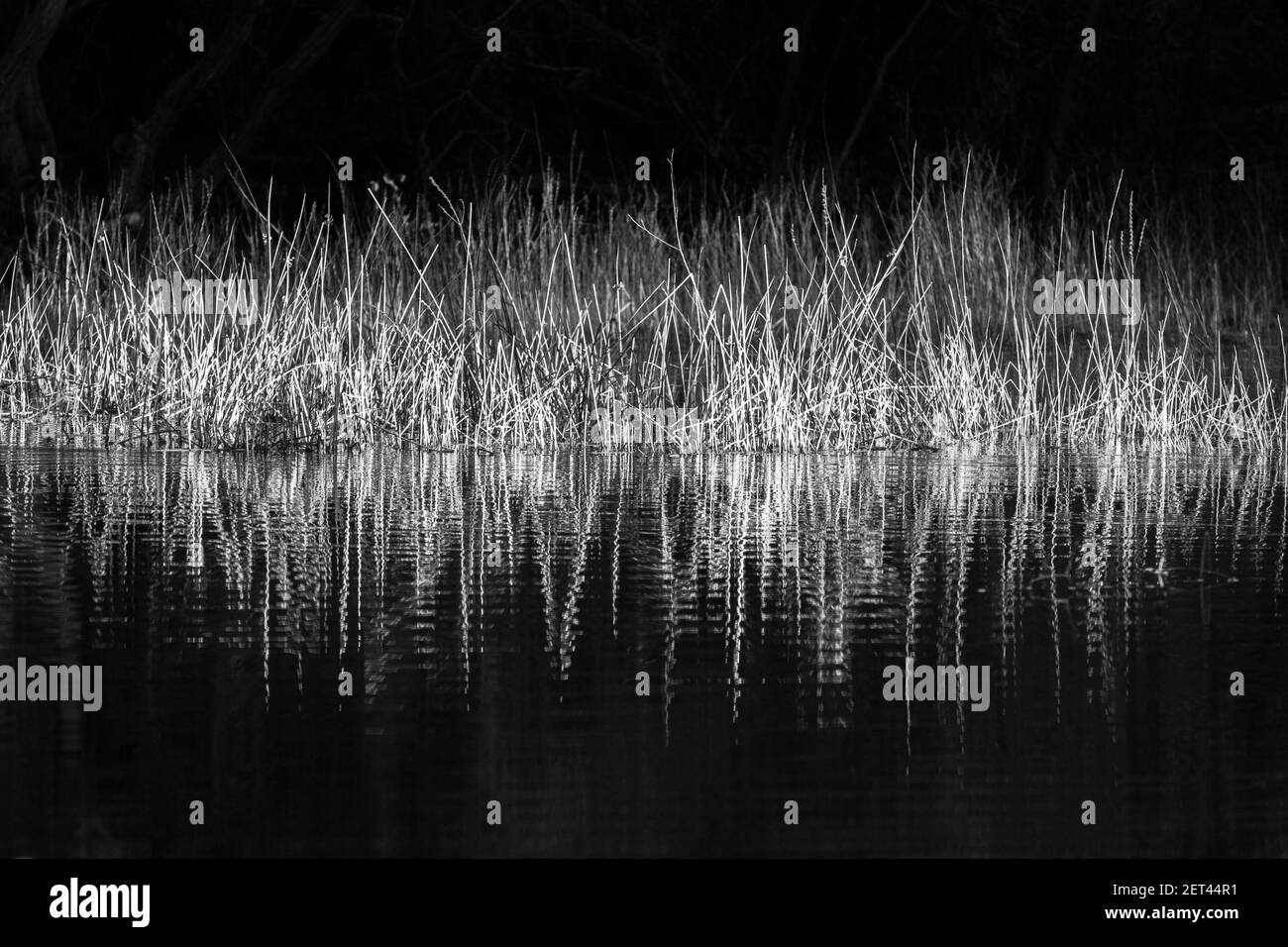 Fotografia di natura bianca e nera: Erbe di Marsh in luce invernale riflessa in acqua. Foto Stock