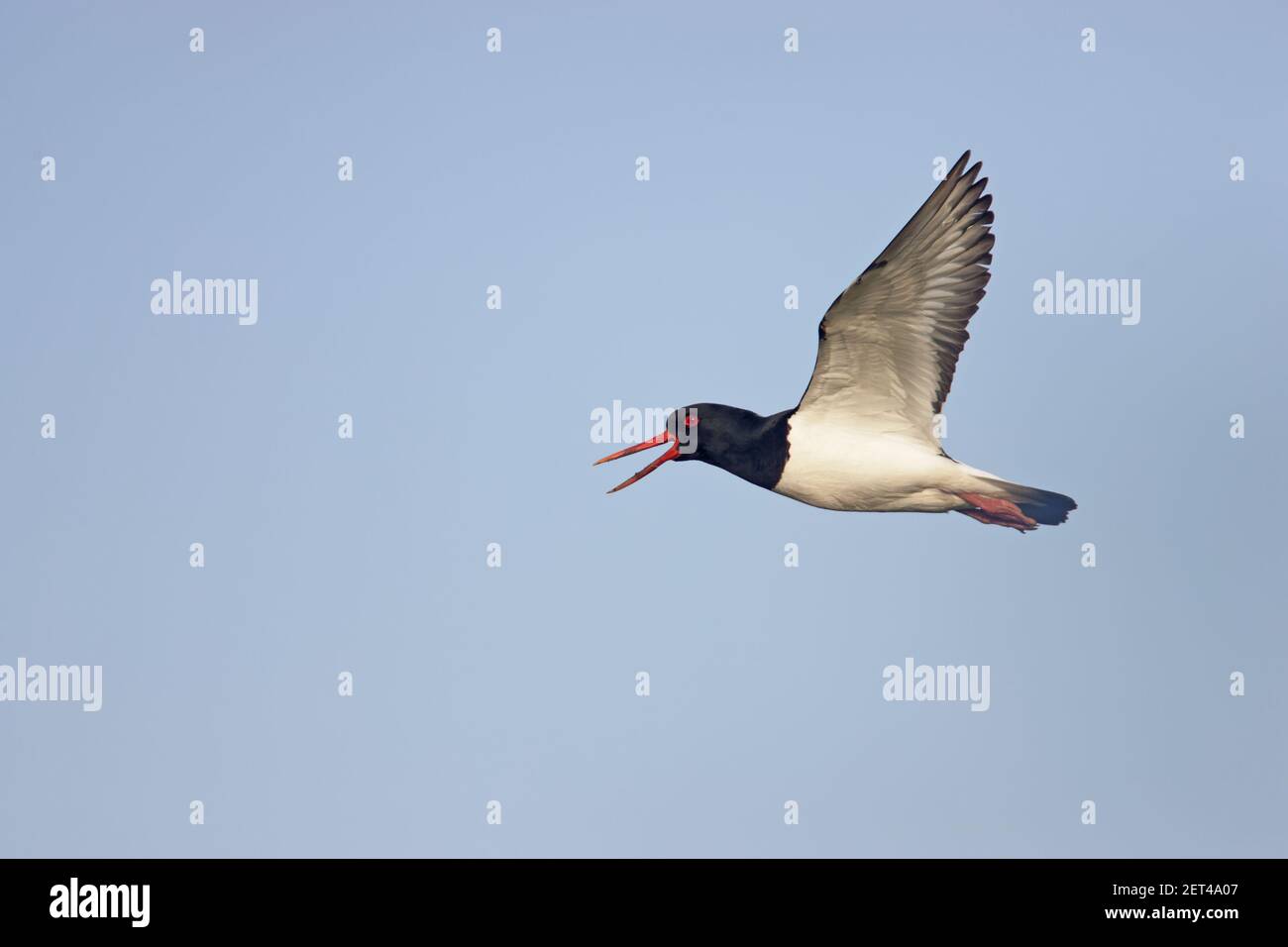Oystercatcher - chiamata in flightHaematopus ostralegus yell, Shetland, Regno Unito BI010931 Foto Stock