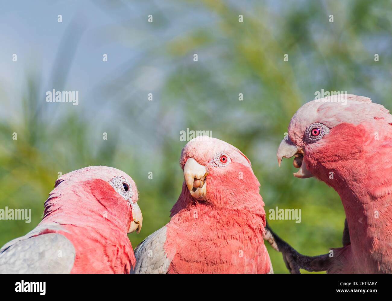 Tre uccelli di galah in un albero che si guardano l'un l'altro, Australia Foto Stock