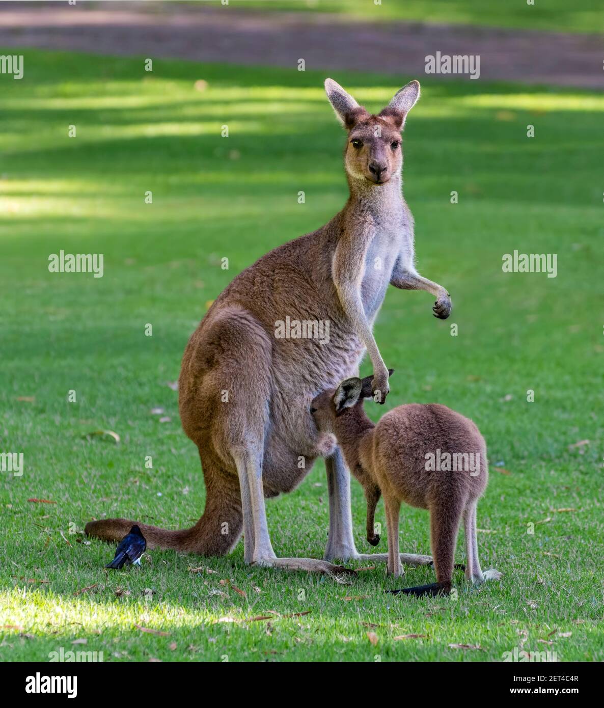 Uccello seduto accanto ad una madre occidentale grigio canguro con lei joey, Australia Foto Stock