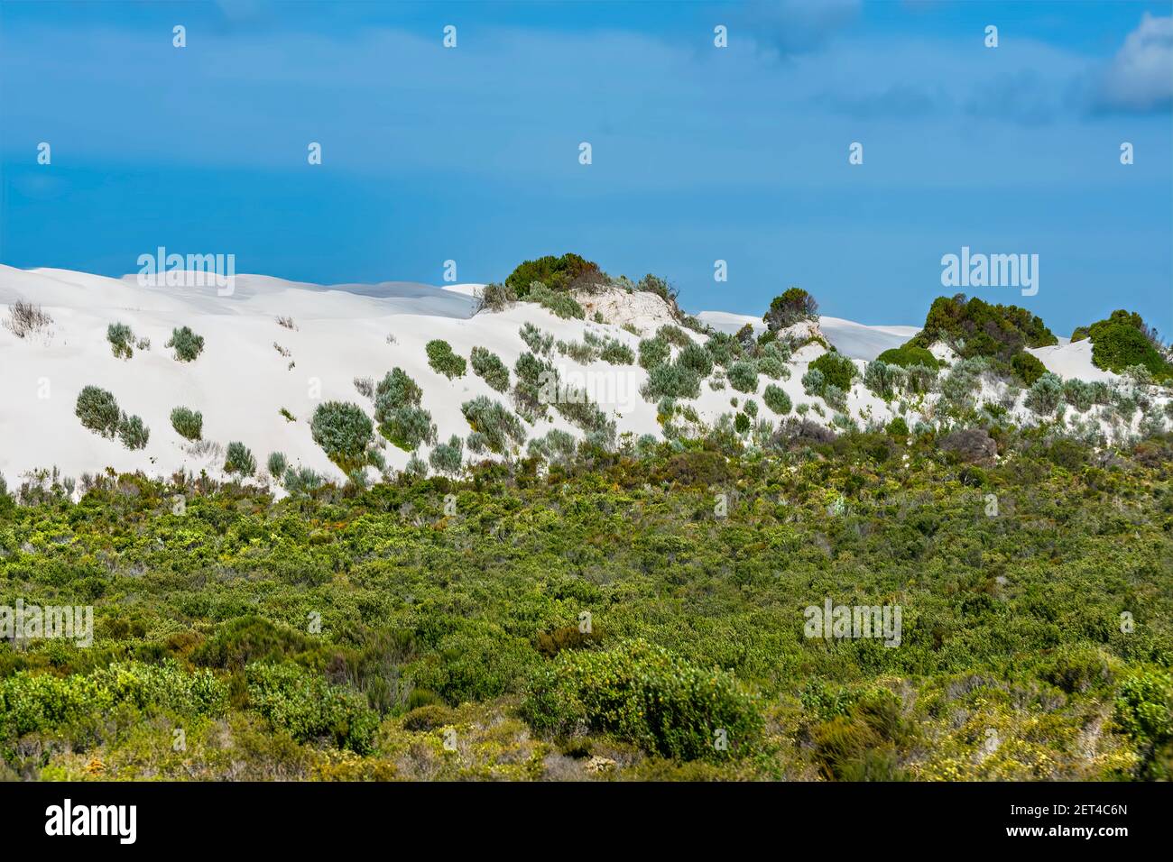 Dune di sabbia con erba a Lancelin Beach, Perth, Australia Occidentale, Australia Foto Stock