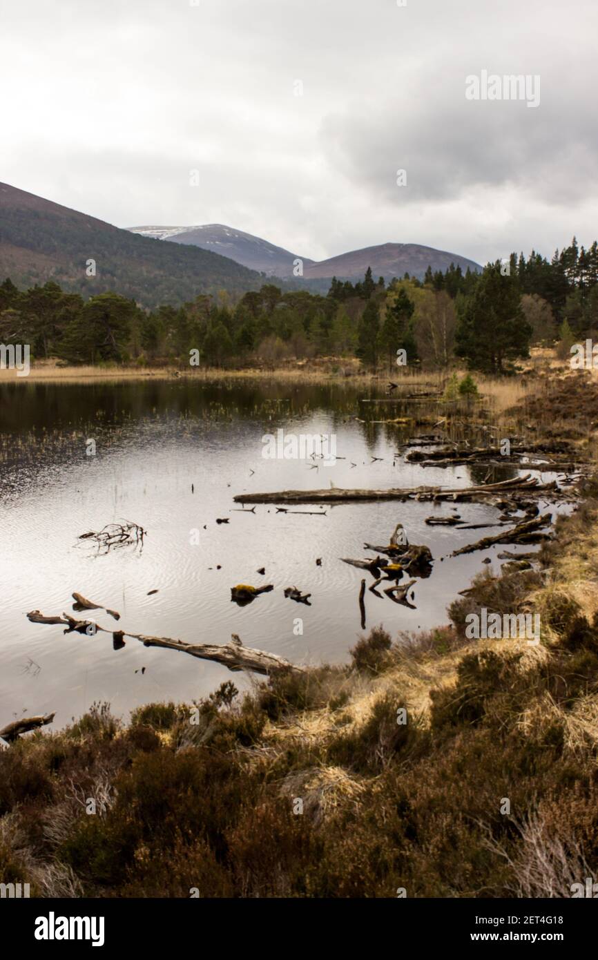 Loch Gamhna, la tenuta di rothiemurchus, il Parco Nazionale di Cairngorms, Scozia, in una giornata di lavoro con montagne e pineta sullo sfondo Foto Stock