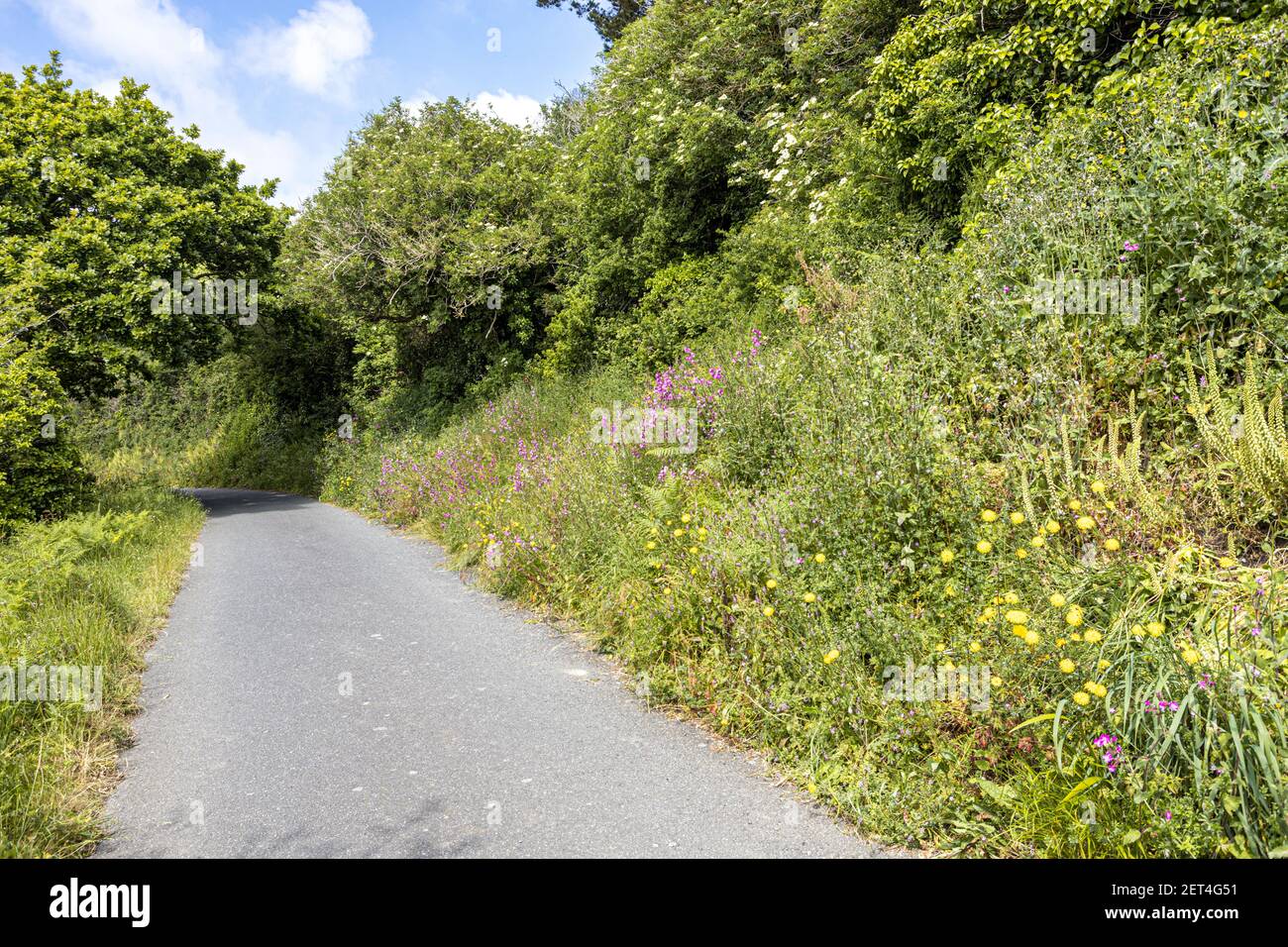 Fiori selvatici che crescono lungo i lati di una "Ruette Tranquille", un tranquillo vicolo vicino a Petit Bot, Guernsey, Isole della Manica Regno Unito Foto Stock