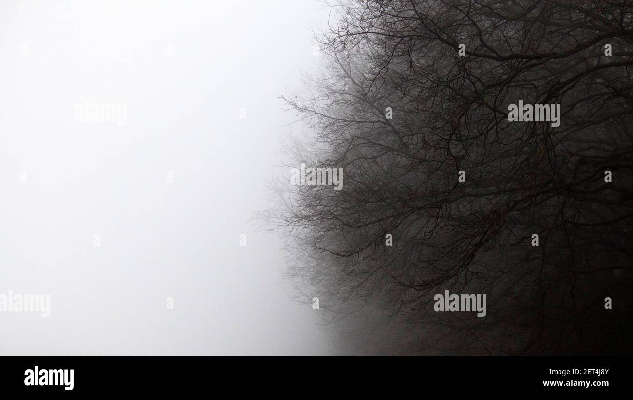 Astrazione naturale in natura. Mistica mattina nebbia. Rami di una vecchia quercia in una forte nebbia bianca lattiginosa. Sfondo mistico naturale. Foto Stock