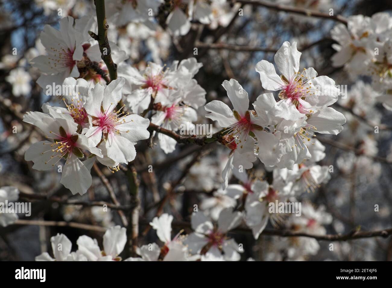Mandorla, particolare della fioritura, Prunus amigdalo, Rosaceae Foto Stock